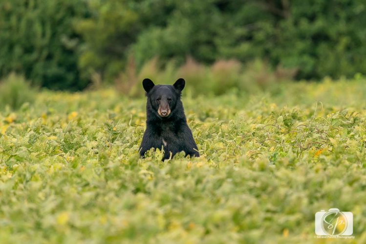 Black Bear walking in the Pungo Unit of Pocosin Lakes National Wildlife Refuge