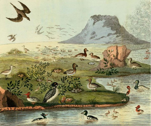 <a href="https://www.researchgate.net/figure/A-scene-from-one-of-the-islands-in-Lake-Myvatn-in-1821-The-birds-include-great-northern_fig1_226235102">Lake Myvatn and the River Laxá- an introduction by Árni Einarsson</a>