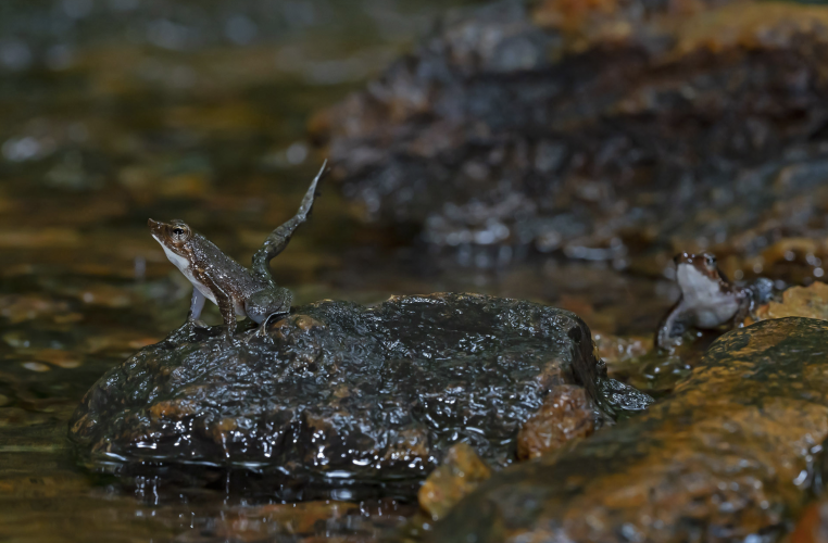 <a href="https://www.natureinfocus.in/western-ghats-on-the-edge/the-primitive-swamp-forests-of-the-western-ghats">Dancing Frog Foot Flagging</a>