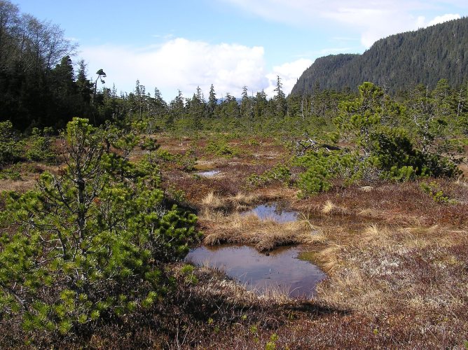 <a href="https://commons.wikimedia.org/wiki/File:Tongass_National_Forest_Muskeg_61.jpg">Wikimedia</a>