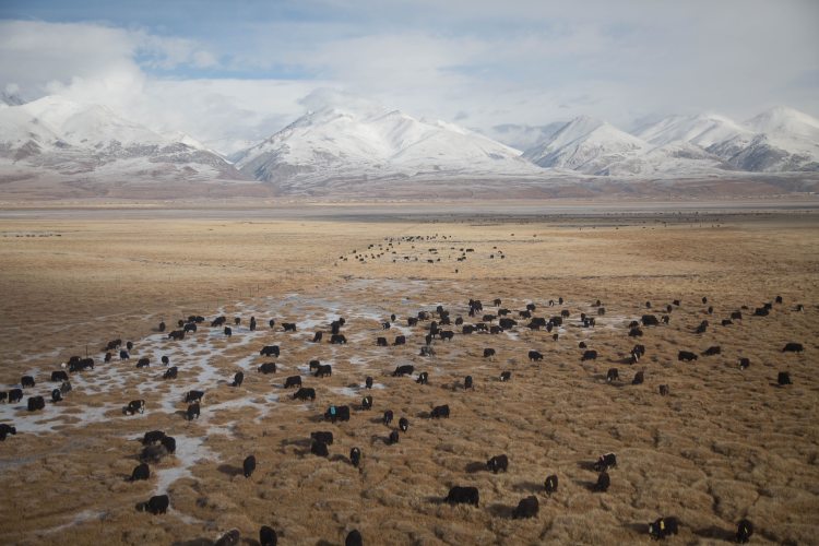 <a href="https://chinadialogue.net/en/nature/11188-the-great-rewetting-on-the-edge-of-the-tibetan-plateau/">Yaks observed en route to Tibet (Image: Yuriy Rzhemovskiy)</a>