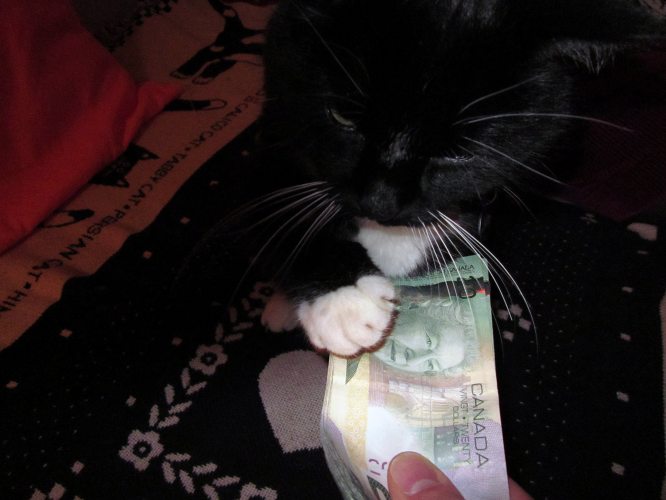 Babette (rest in peace sweet girl) showcasing the art of money handling for kitty treats.