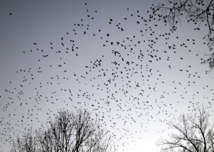 Birds, full (skyward, by KLERE)