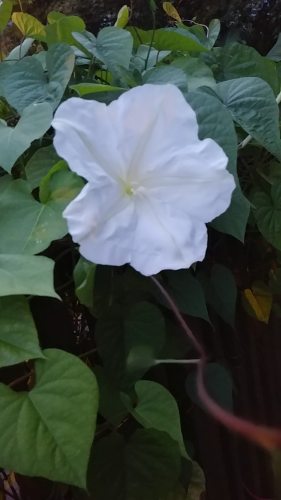 I'm being followed by a moonflower...Thanks, John!