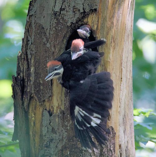 Nest of Woodpeckers (taken by Kevin W)