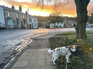 Colin in Durham's dog Eddie at 620am in Deepest Weardale England
