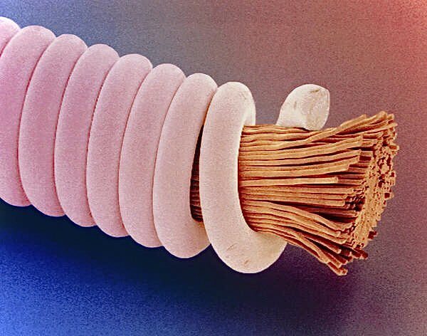 Above: Electron microscope image of a guitar string.