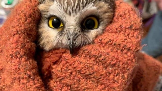 I hear you, Tiny Saw-Whet Owl Found in the Rockefeller Center Christmas Tree. 2020 can get stuffed. 