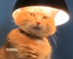 lampcat's avatar
